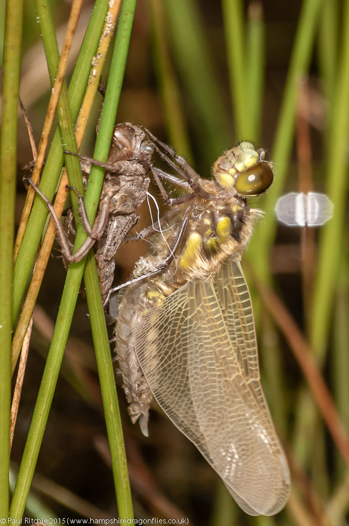 Four-spotted Chaser - emergent female