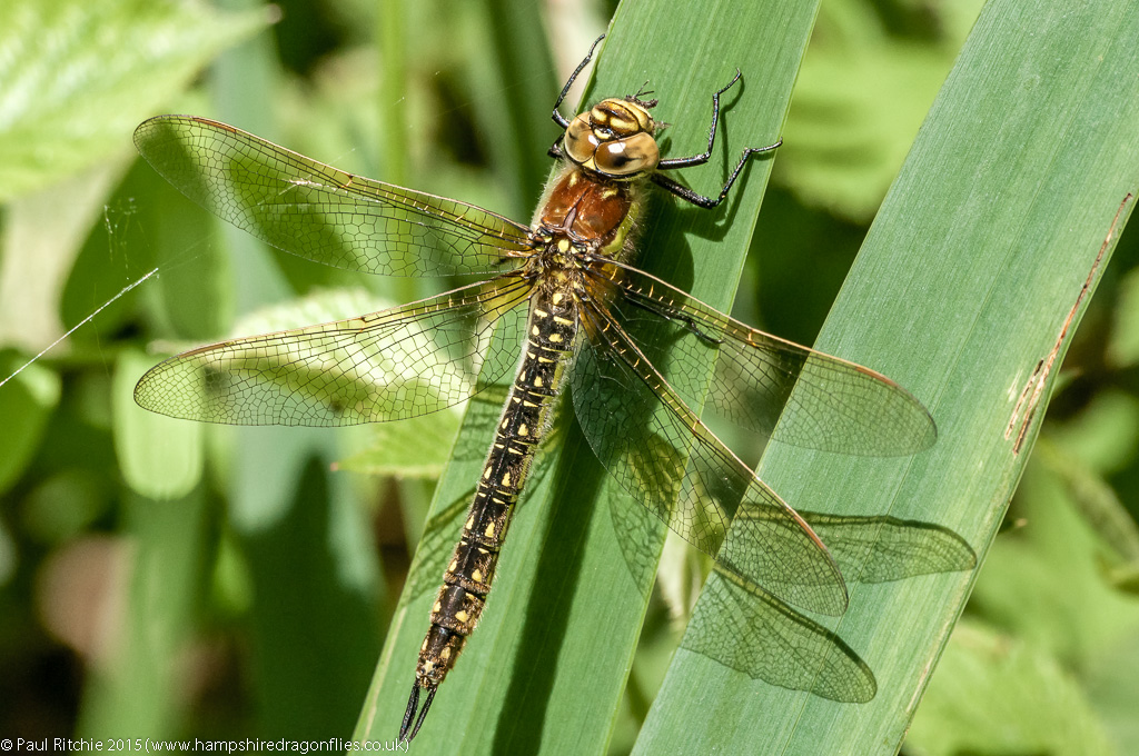 Hairy Dragonfly - female