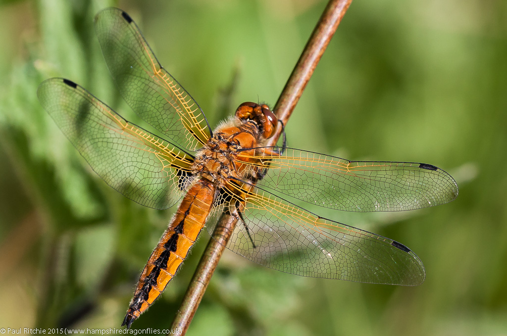 Scarce Chaser - immature male