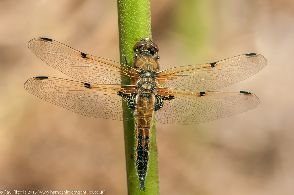 Four-spotted Chaser - immature female
