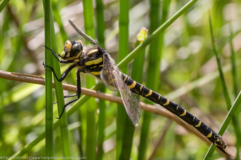 Golden-ringed Dragonfly - immature female