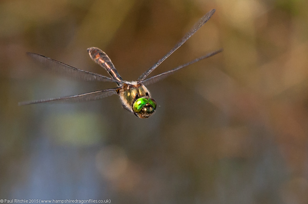 Downy Emerald - male in-flight