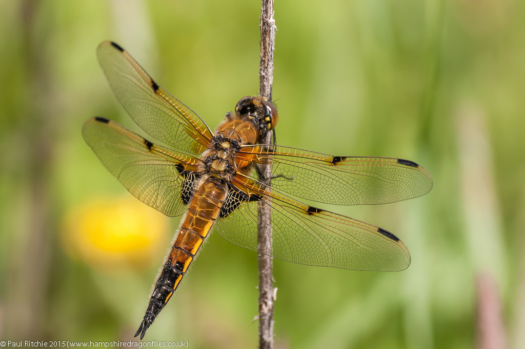 Four-spotted Chaser - male