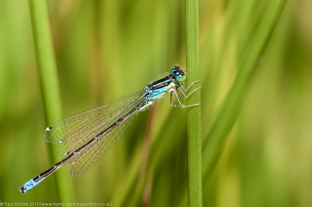 Scarce Blue-tailed - male immature blue form