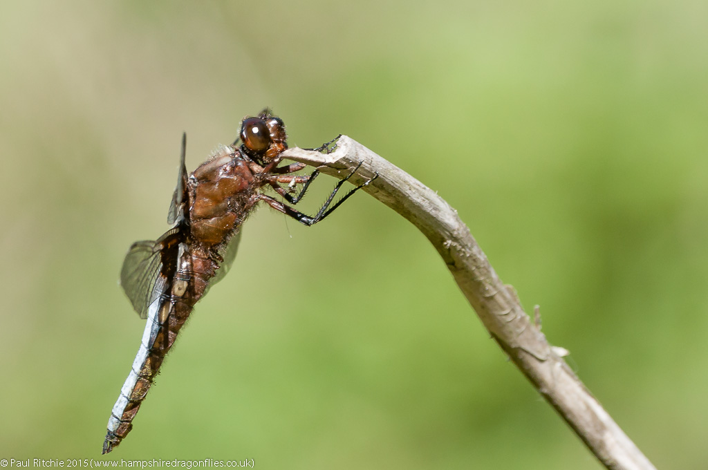Broad-bodied Chaser - male
