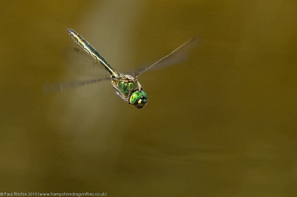 Brilliant Emerald - male in-flight