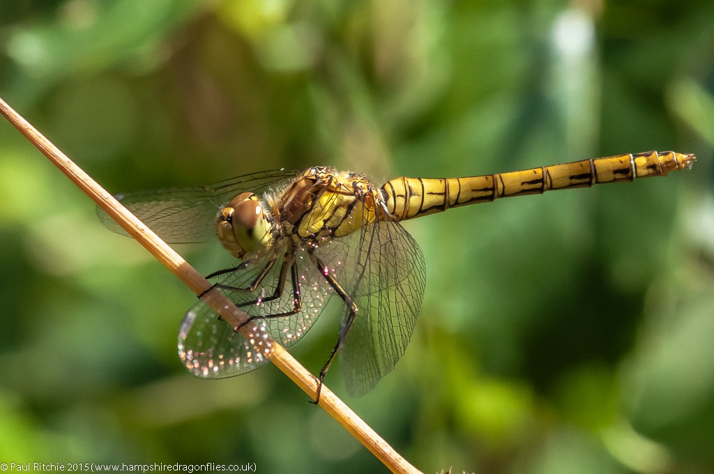 Common Darter - female