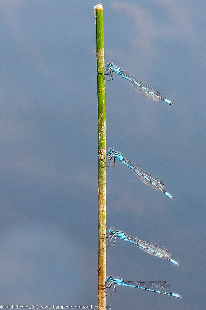 Common Blue damselflies congregating