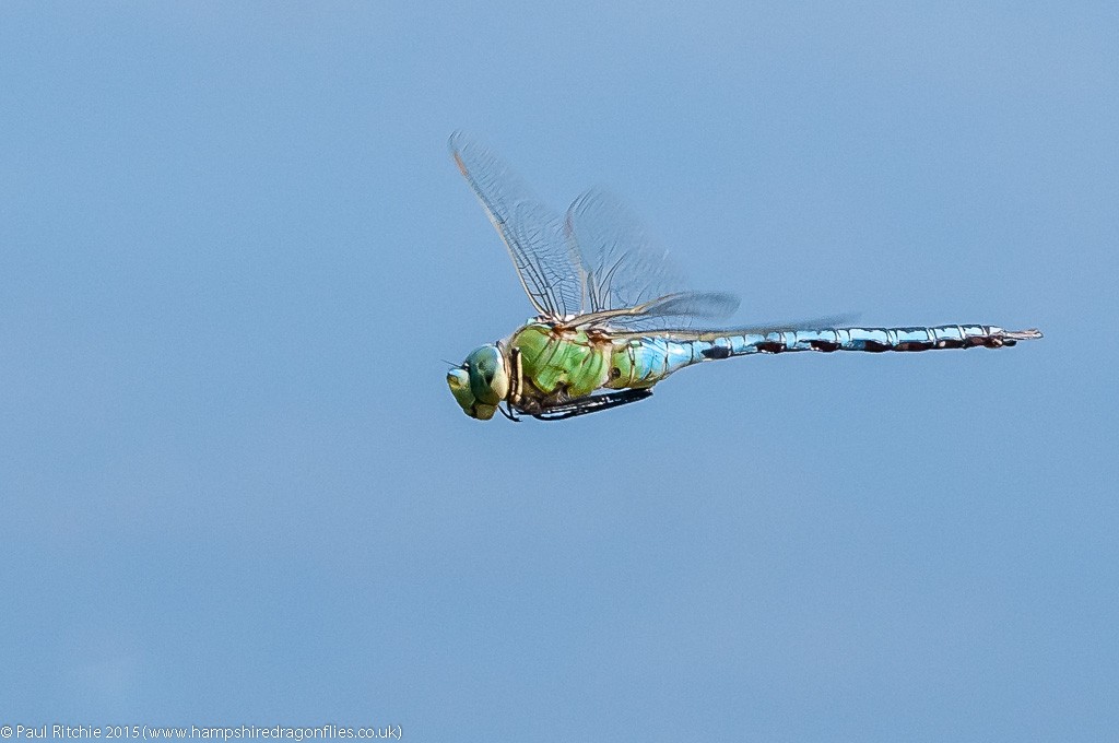 Emperor - male in-flight