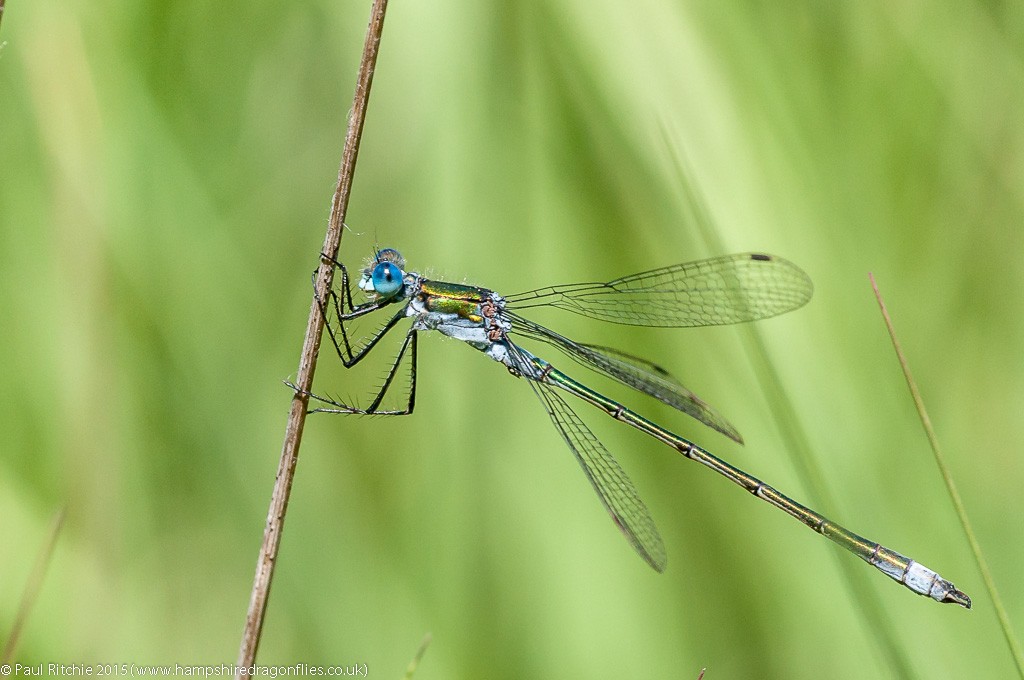 (Common) Emerald damselfly - male