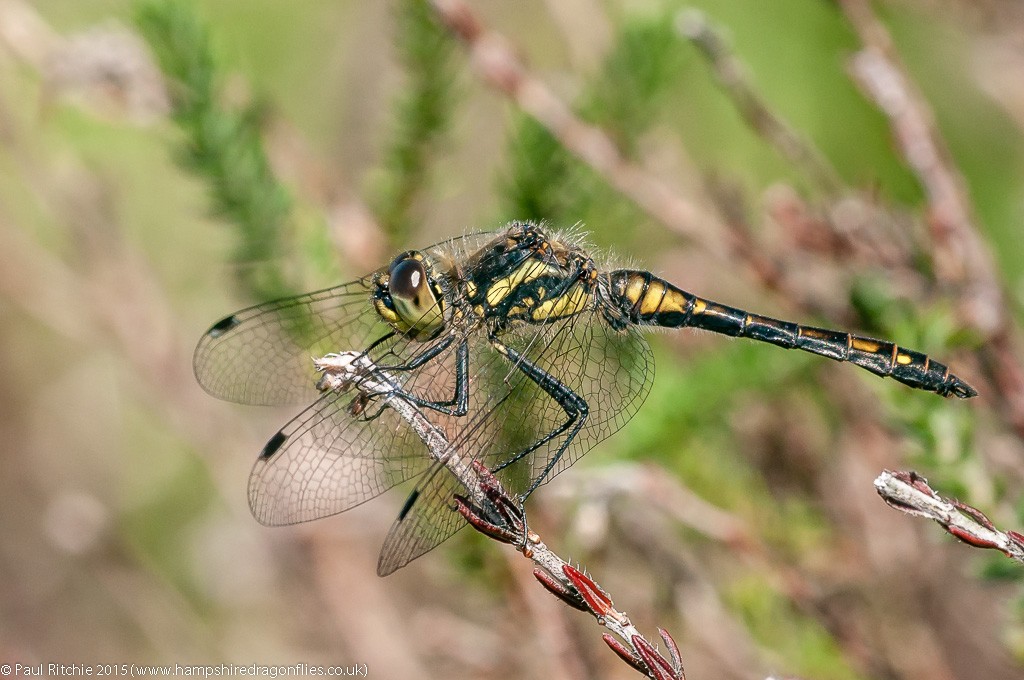 Black Darter - male