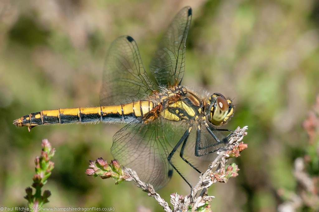 Black Darter (Sympetrum danae) - female