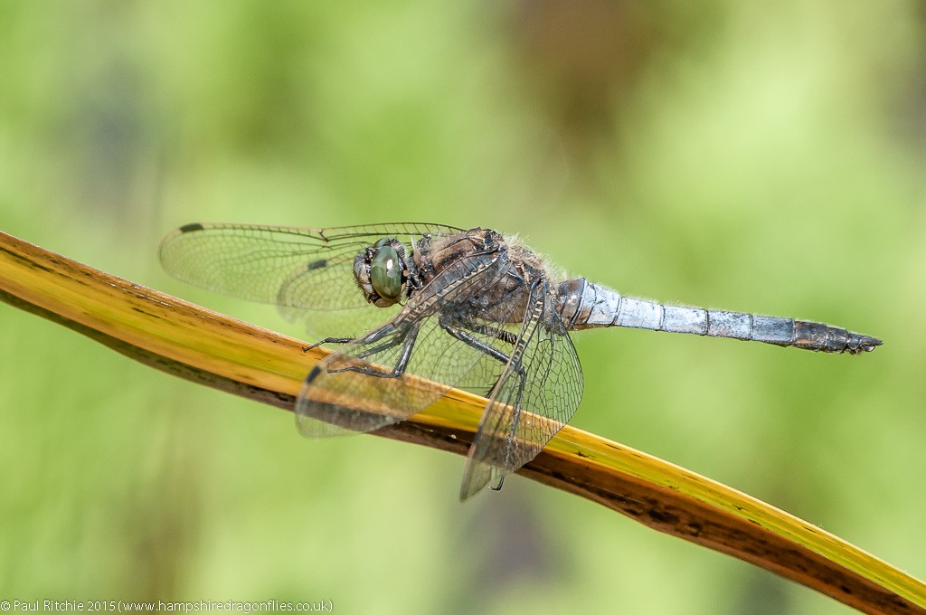 Black-tailed Skimmer - male