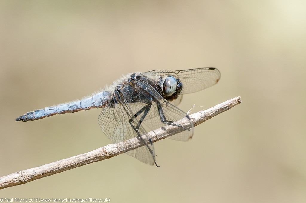 Scarce Chaser - male