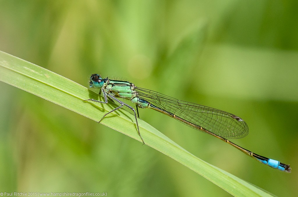 Blue-tailed damselfly - male