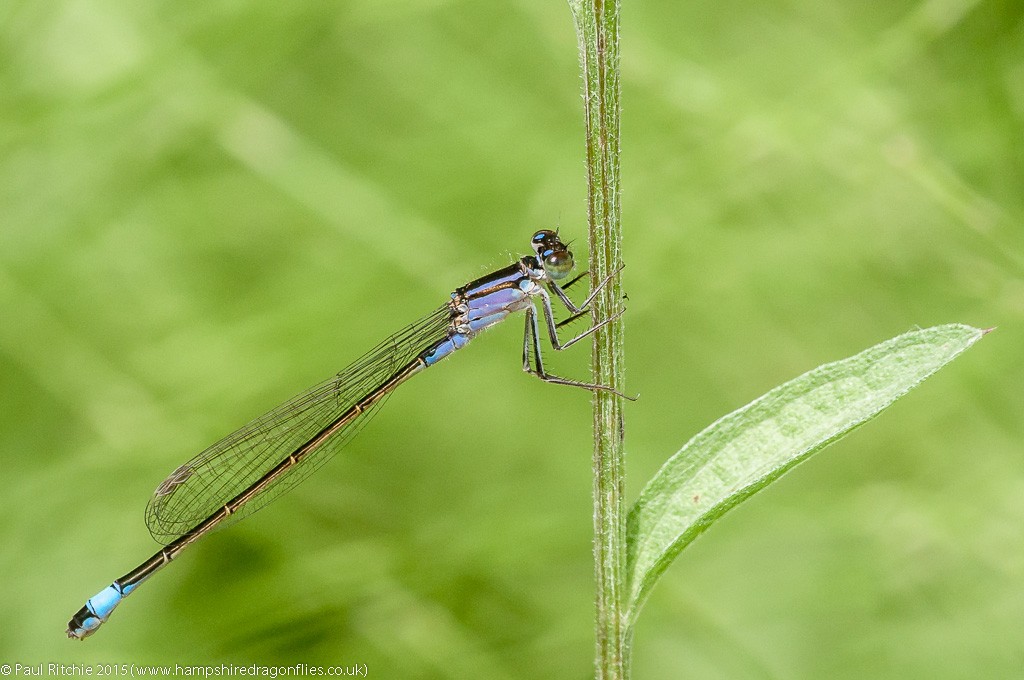 Blue-tailed damselfly - female violacea form