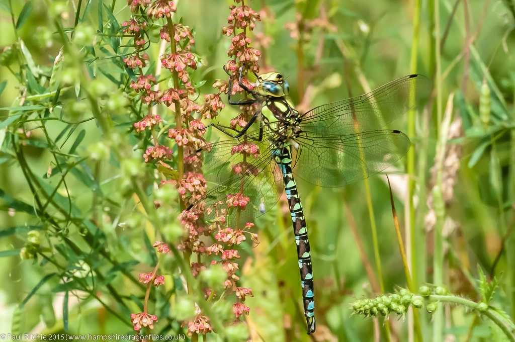 Southern Hawker (Aeshna cyanea) - male