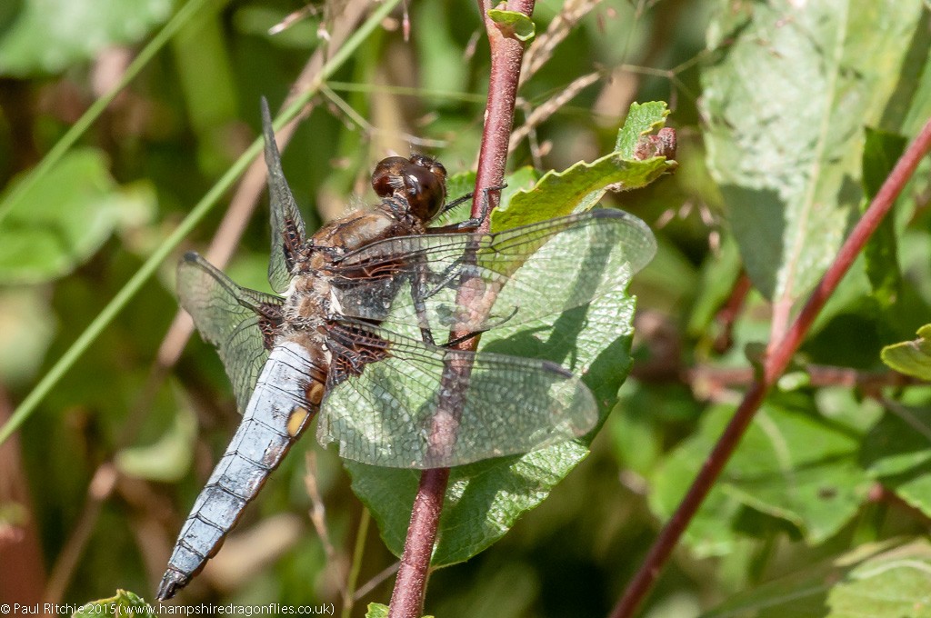 Broad-bodied Chaser - male