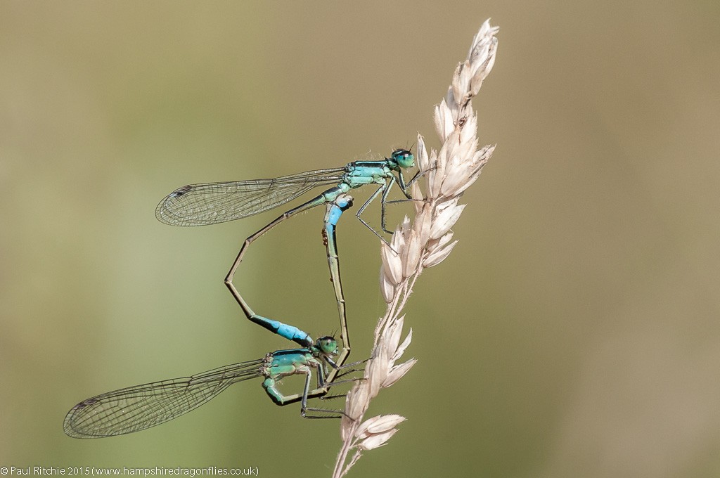 Blue-tailed damselflies - pair in cop