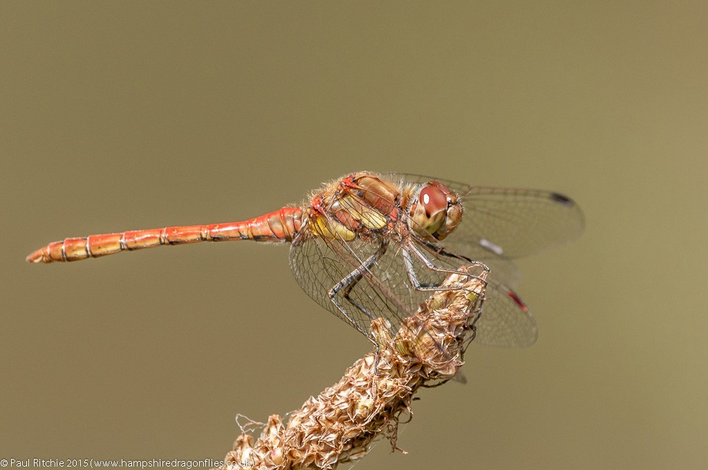 Common Darter - immature male