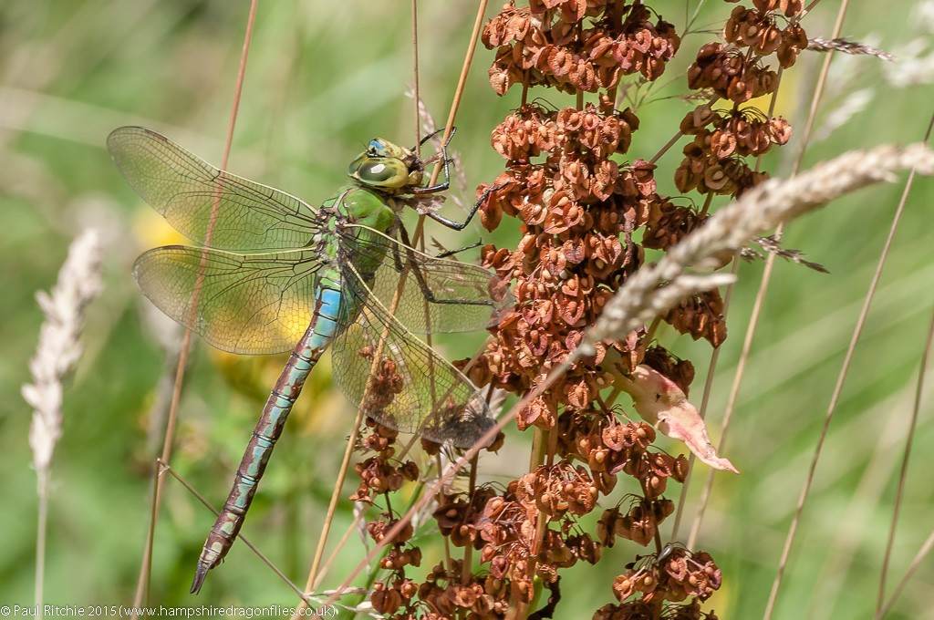 Emperor - female