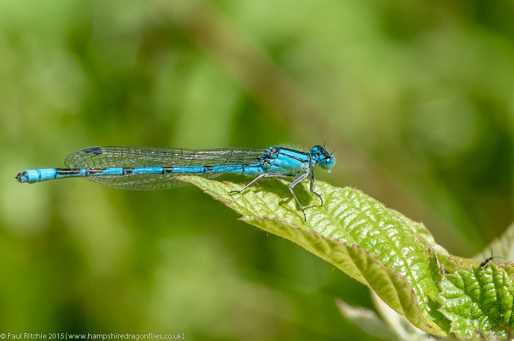 Common Blue - male