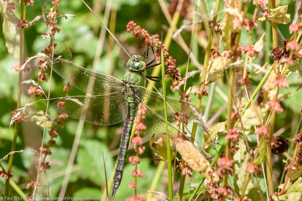 Emperor - female