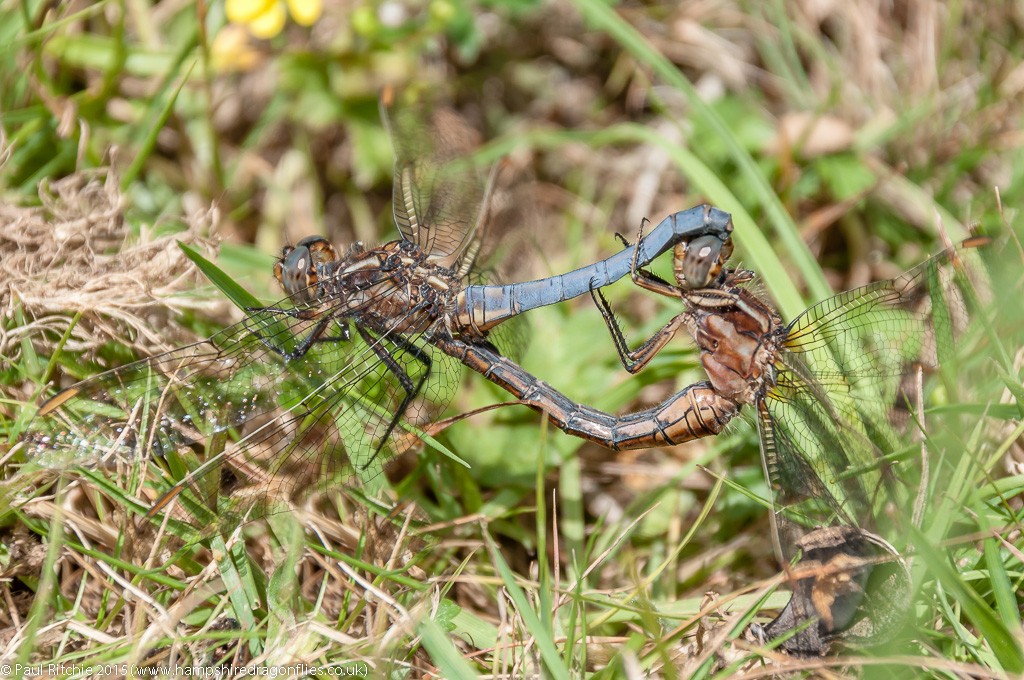 Keeled Skimmer - pair in cop