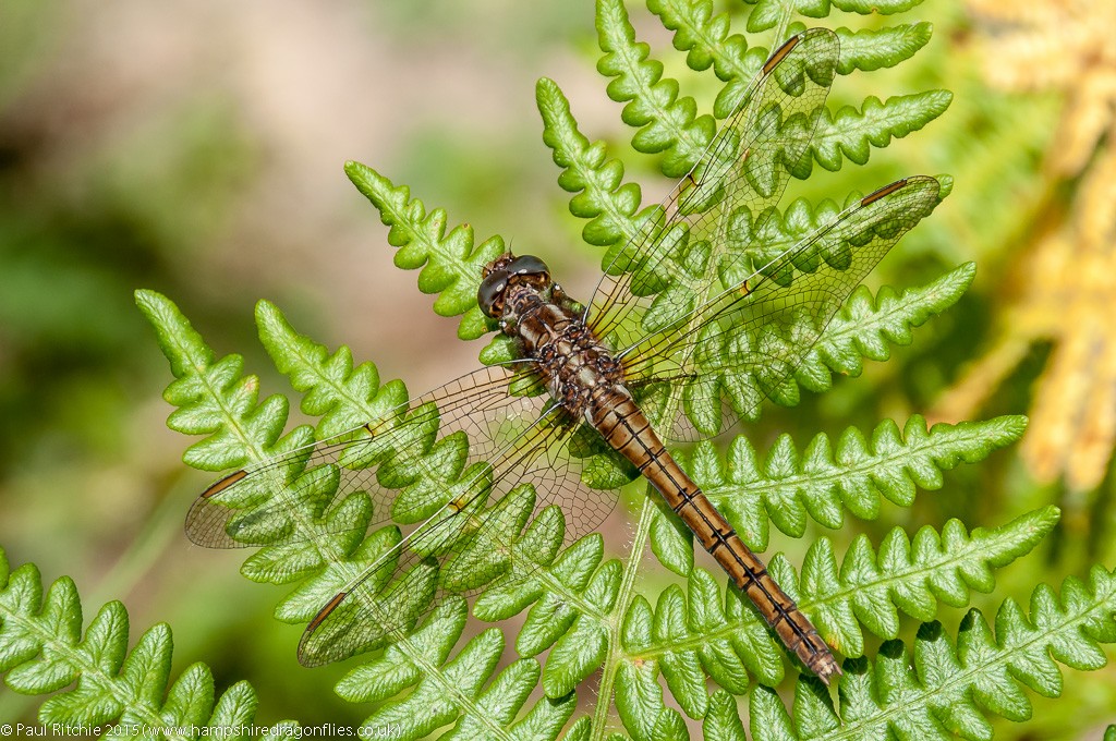 Keeled Skimmer - female