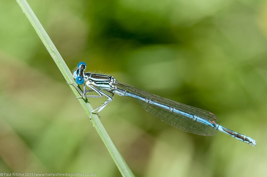 White-legged - male