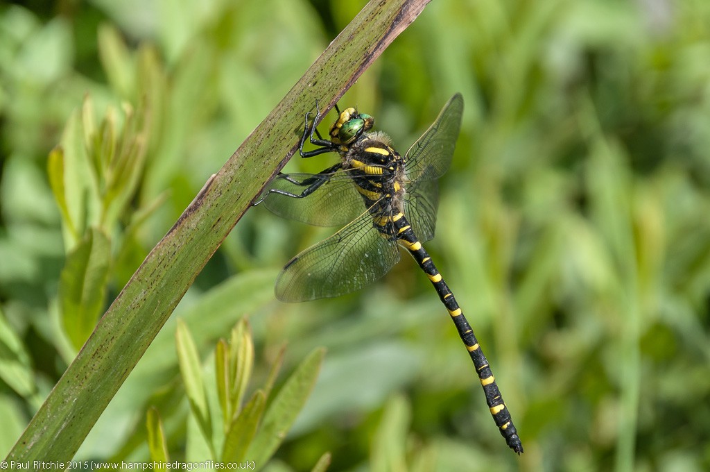 Golden-ringed - male