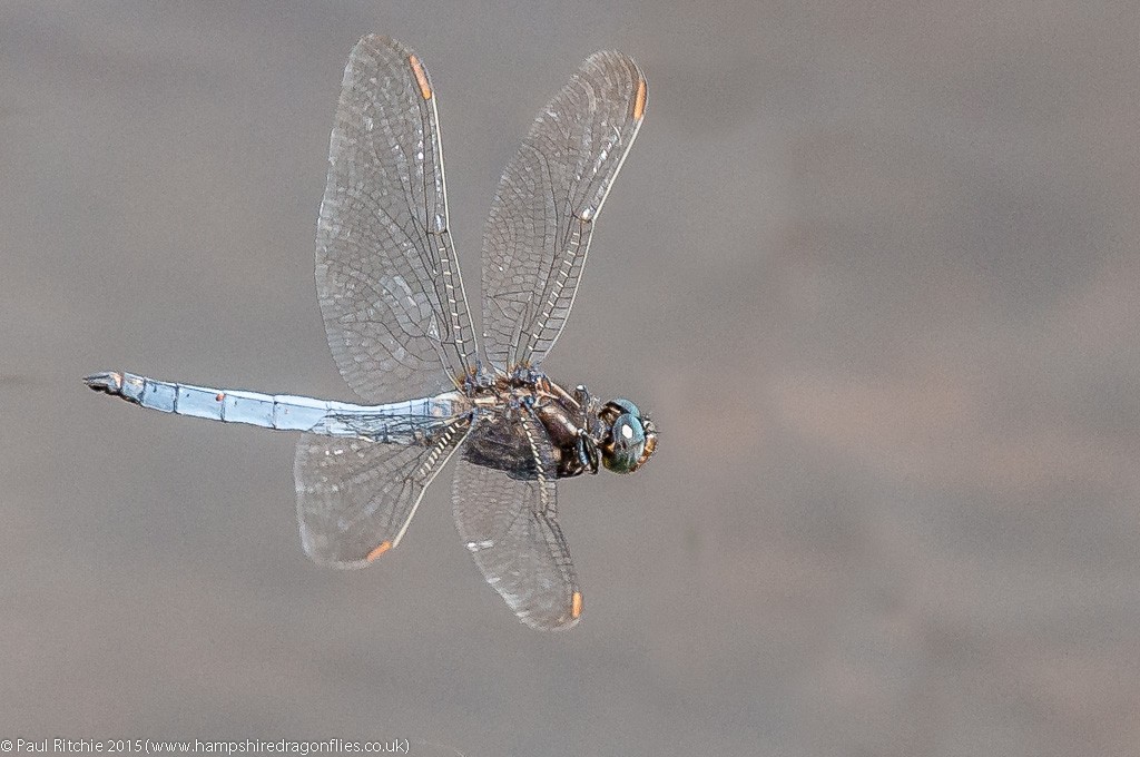 Keeled Skimmer - male