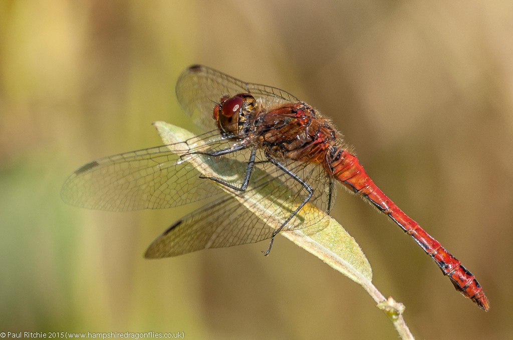 Ruddy Darter - male