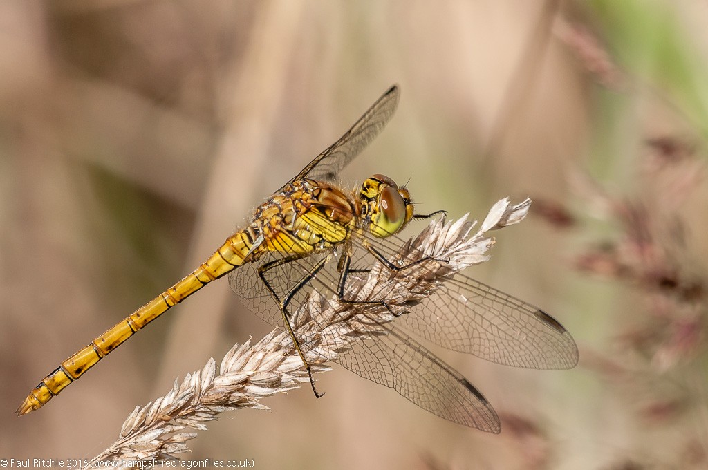 Common Darter - female