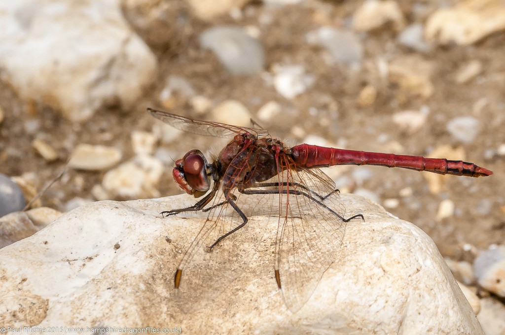 Red-veined Darter - male