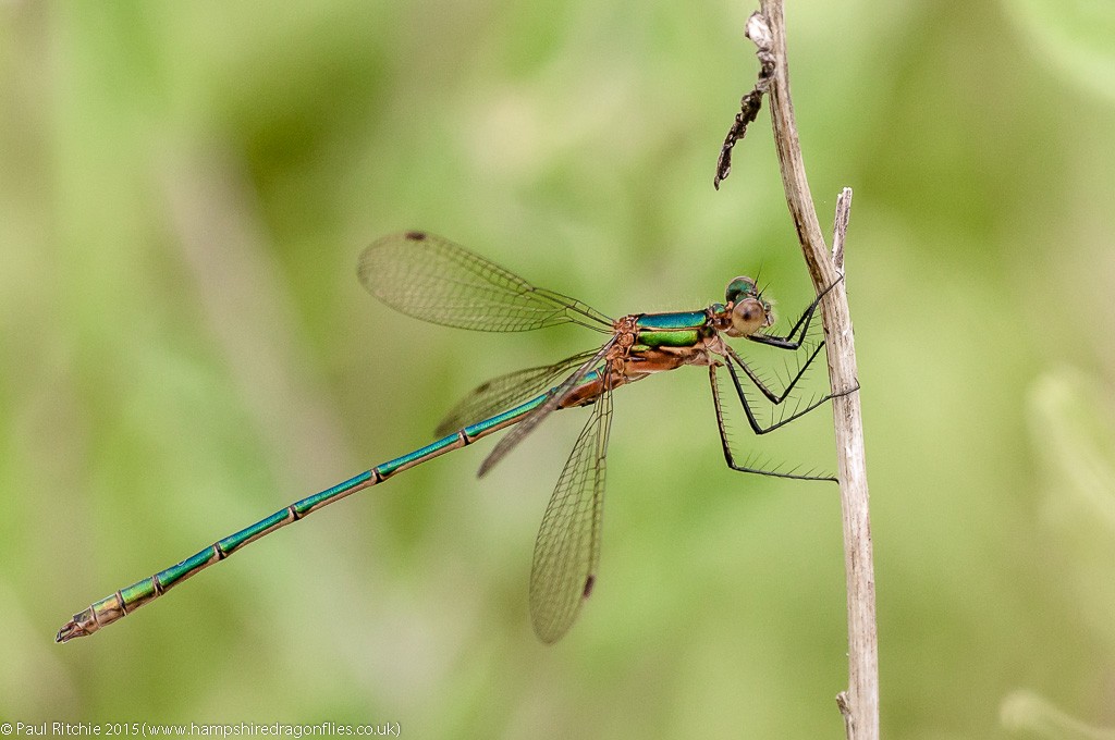 Common Emerald - immature male