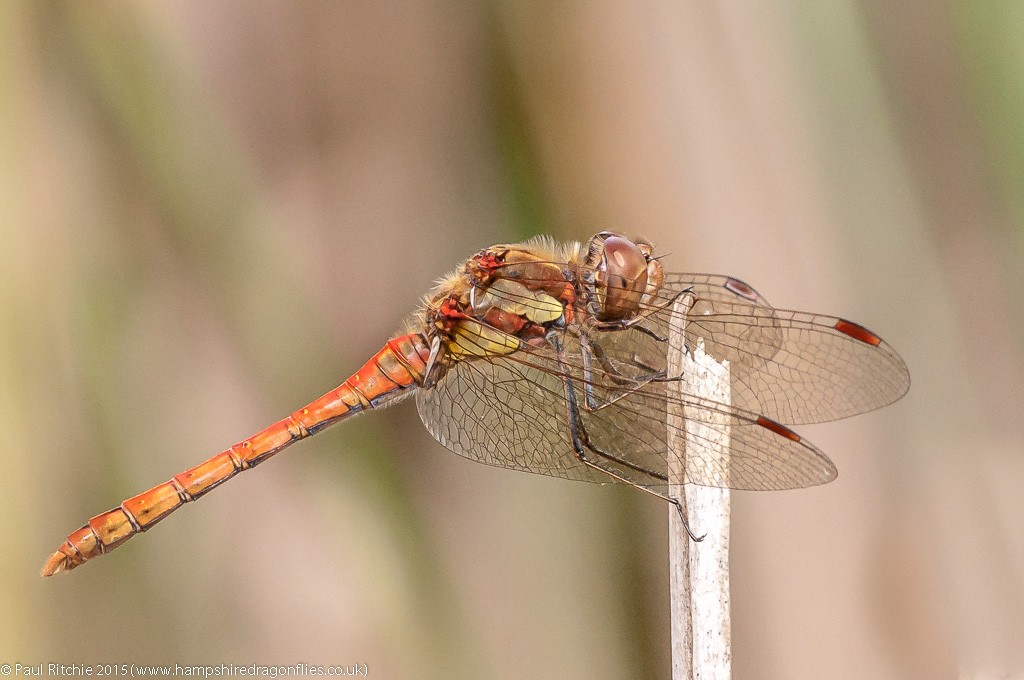 Common Darter - immature male