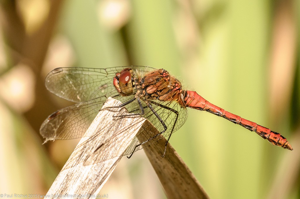 Ruddy Darter - male