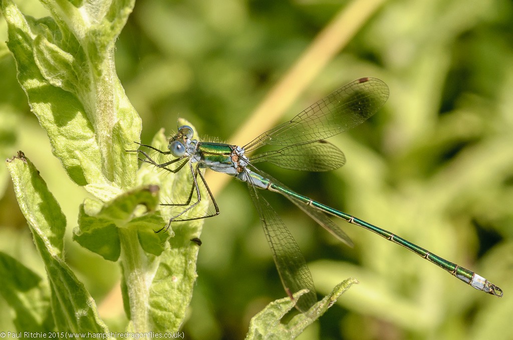 Common Emerald - male