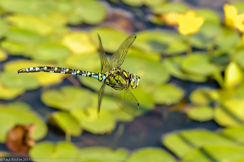 Southern Hawker - male in-flight