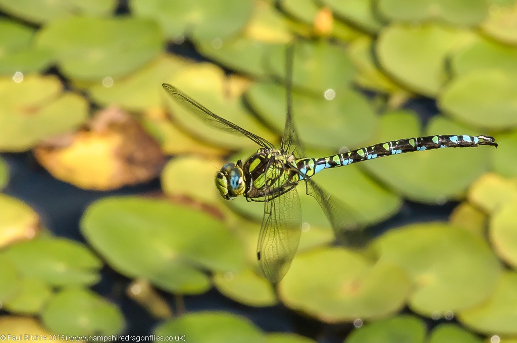 Southern Hawker - male in-flight