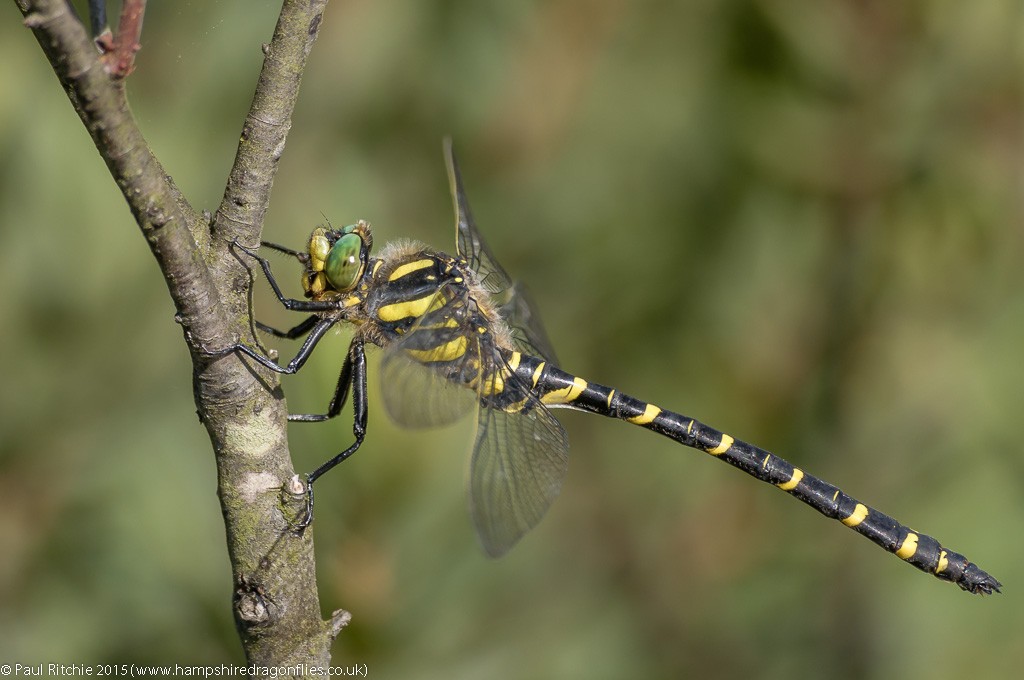 Golden-ringed - male