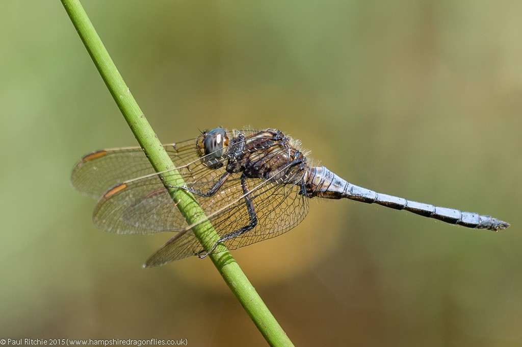 Keeled Skimmer - male