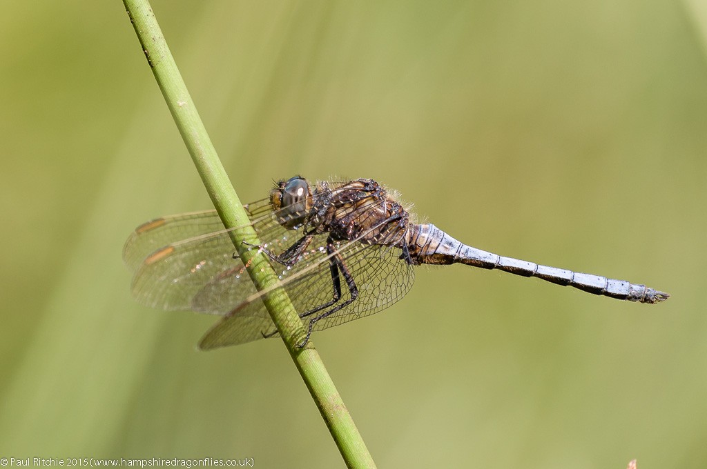 Keeled Skimmer - male