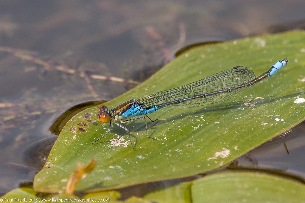 Small Red-eyed - male