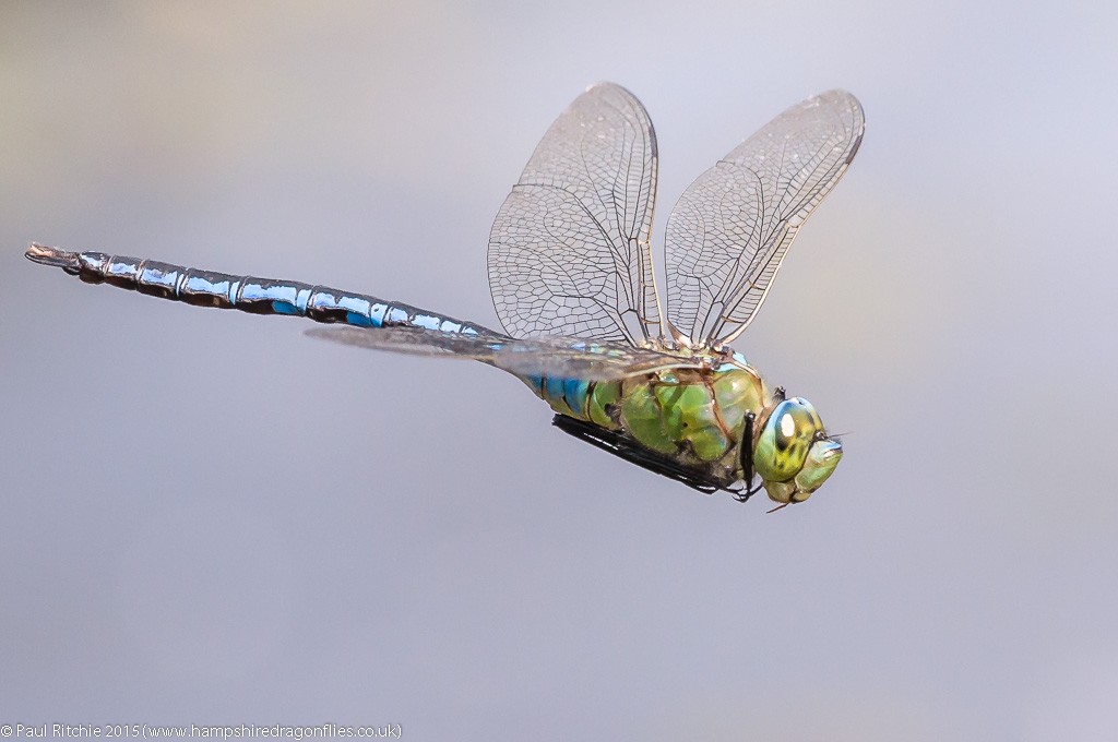 Emperor - male in-flight