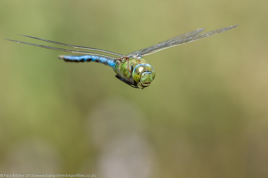 Emperor - male in-flight