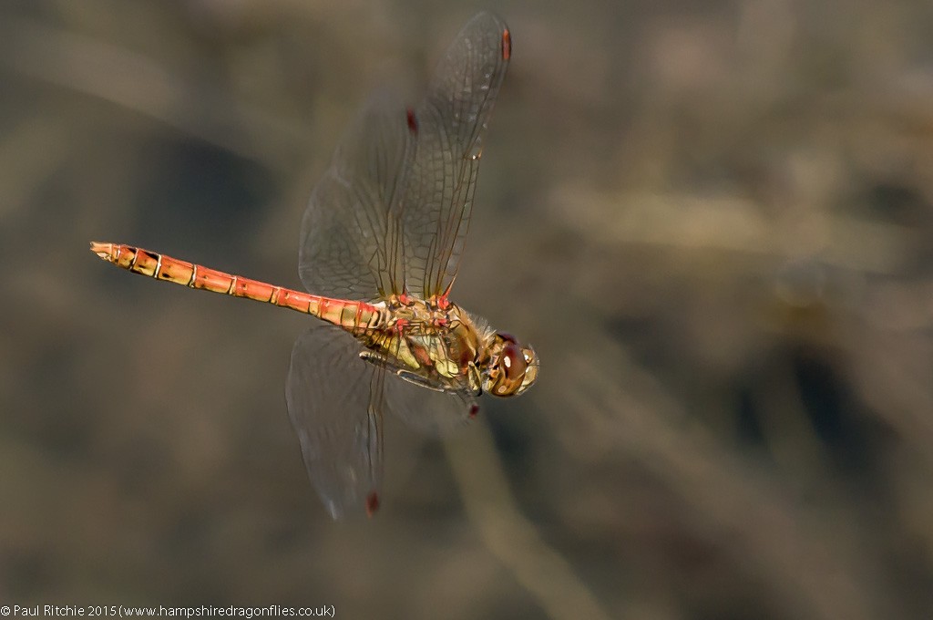 Common Darter - male in-flight