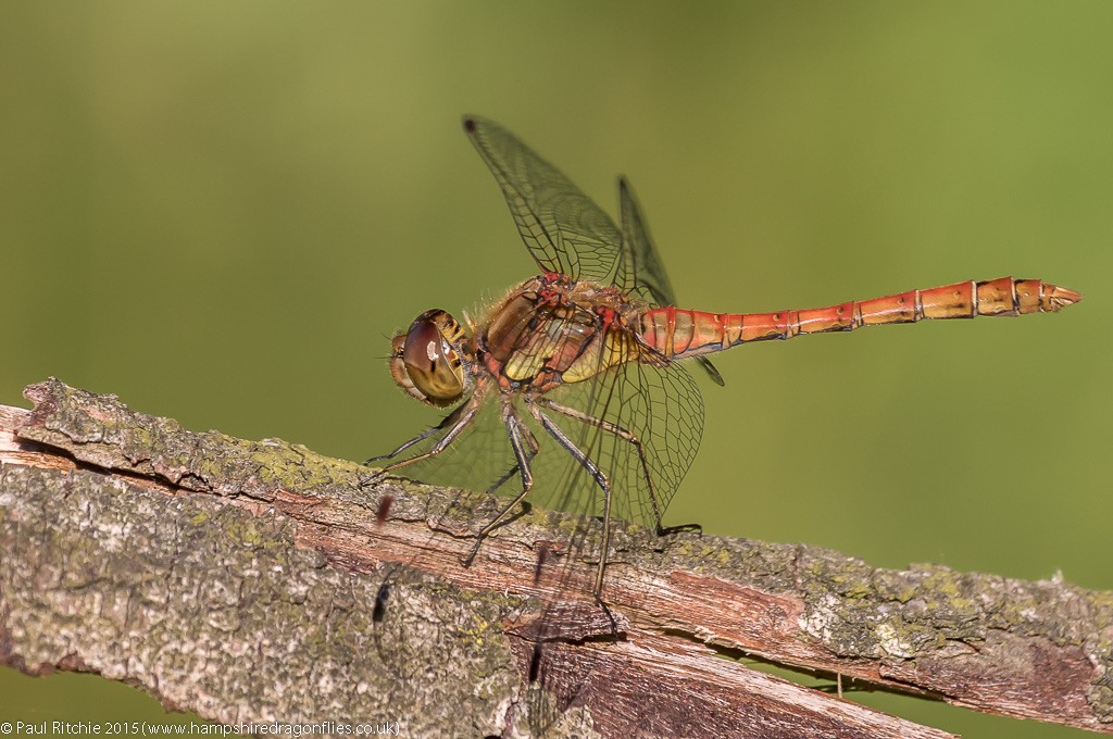 Common Darter - male