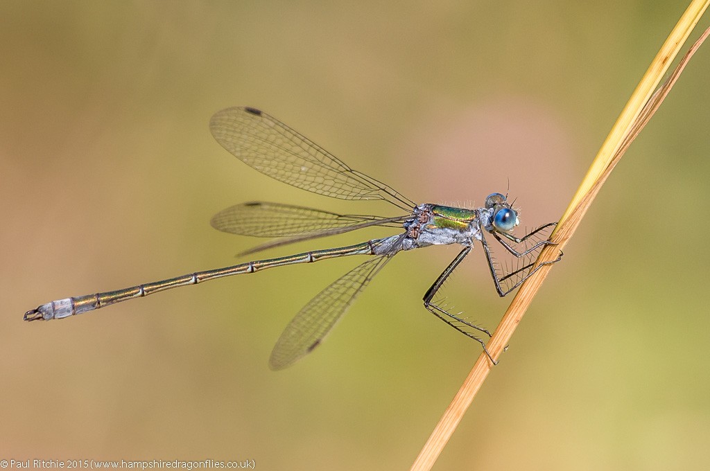 Common Emerald - male